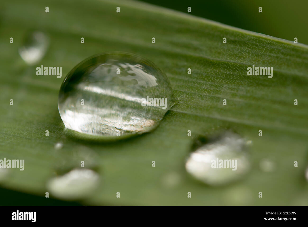 Gocce di rugiada sulla foglia di iris closeup Foto Stock