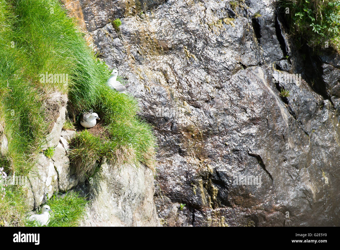 Un gregge di northern fulmars, fulmarus glacialis, seduti sulle loro nidi su una scogliera sulle isole Faerøer Foto Stock