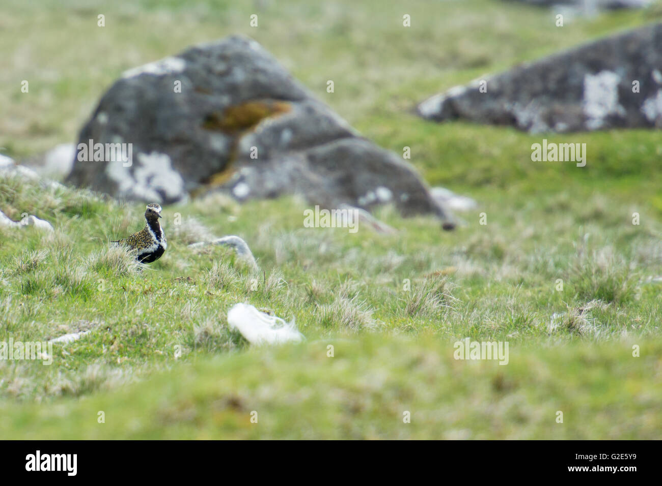 European golden plover Pluvialis apricaria su un piano di erba sulle isole Faerøer Foto Stock