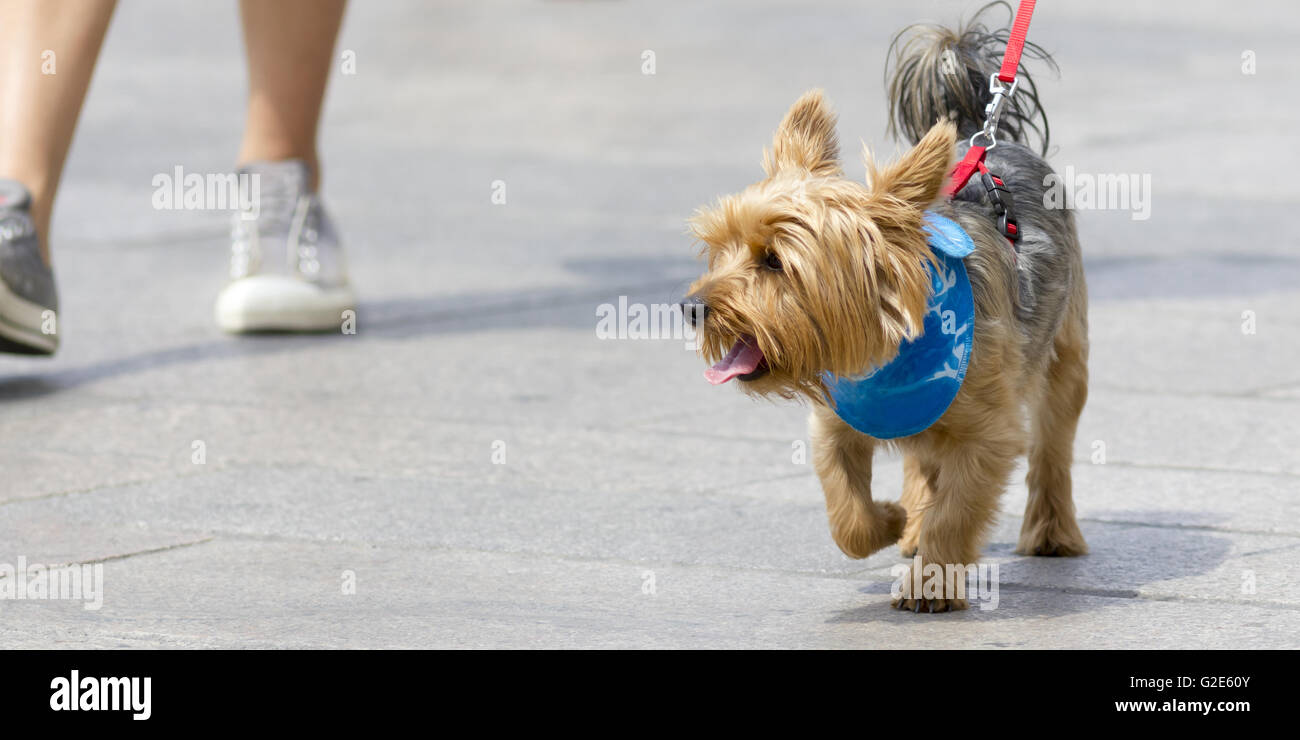 Bello cane con una bella espressione Foto Stock