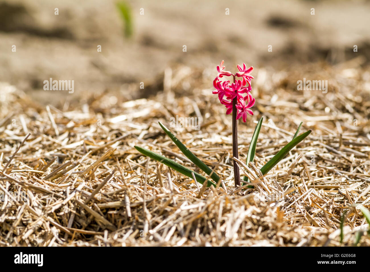Nel campo nei Paesi Bassi tra la paglia per il freddo, esiste un giacinto Foto Stock