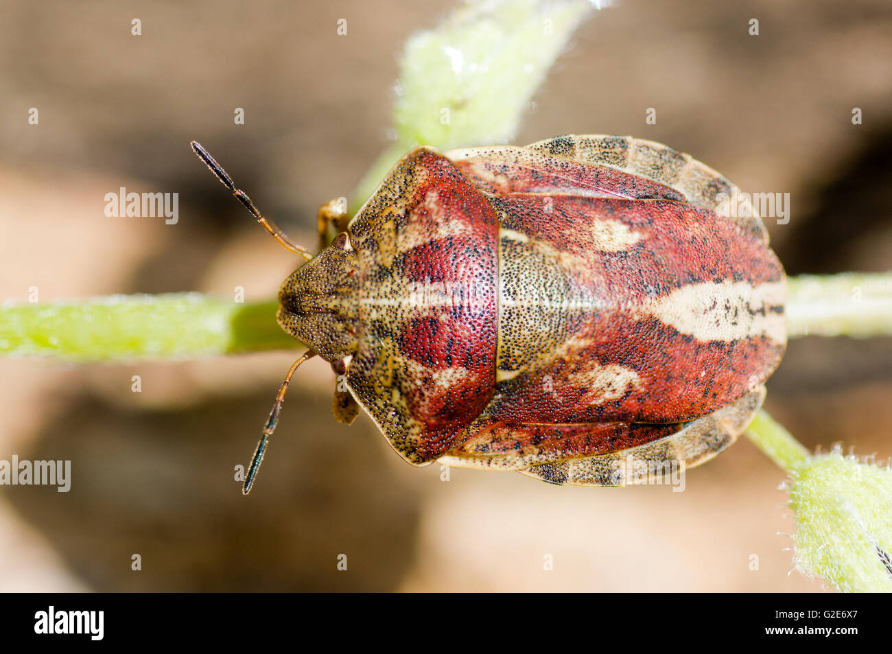Tartaruga (shieldbug Eurygaster "testudinaria). Vero bug in famiglia Pentatomidae, che mostra più luminoso rosso di due tipiche forme di colore Foto Stock