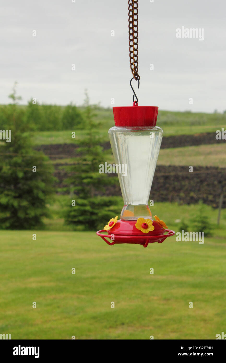 Un alimentatore di colibrì Foto Stock