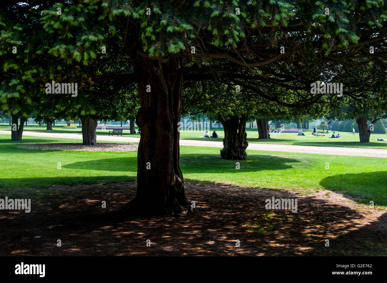 Yew Tree a Hampton Court Gardens piantato in linea Foto Stock