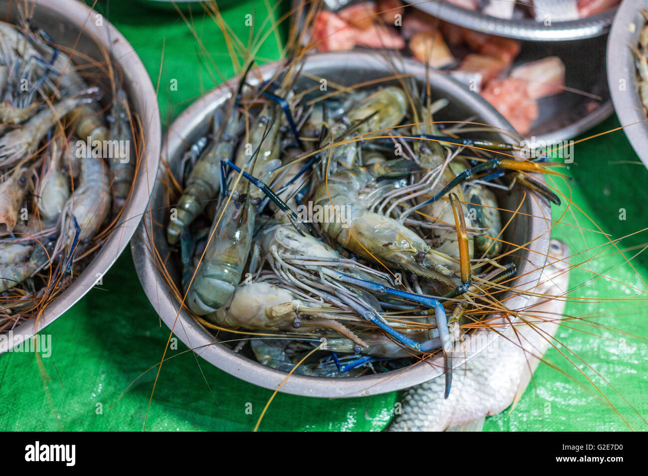 Big Blue boreale in un mercato del pesce, MYANMAR Birmania, Asia sud-orientale, Asia Foto Stock