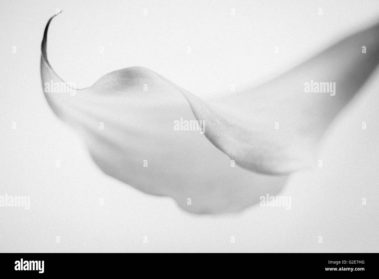 Calla Lily su sfondo bianco, Close-Up Foto Stock