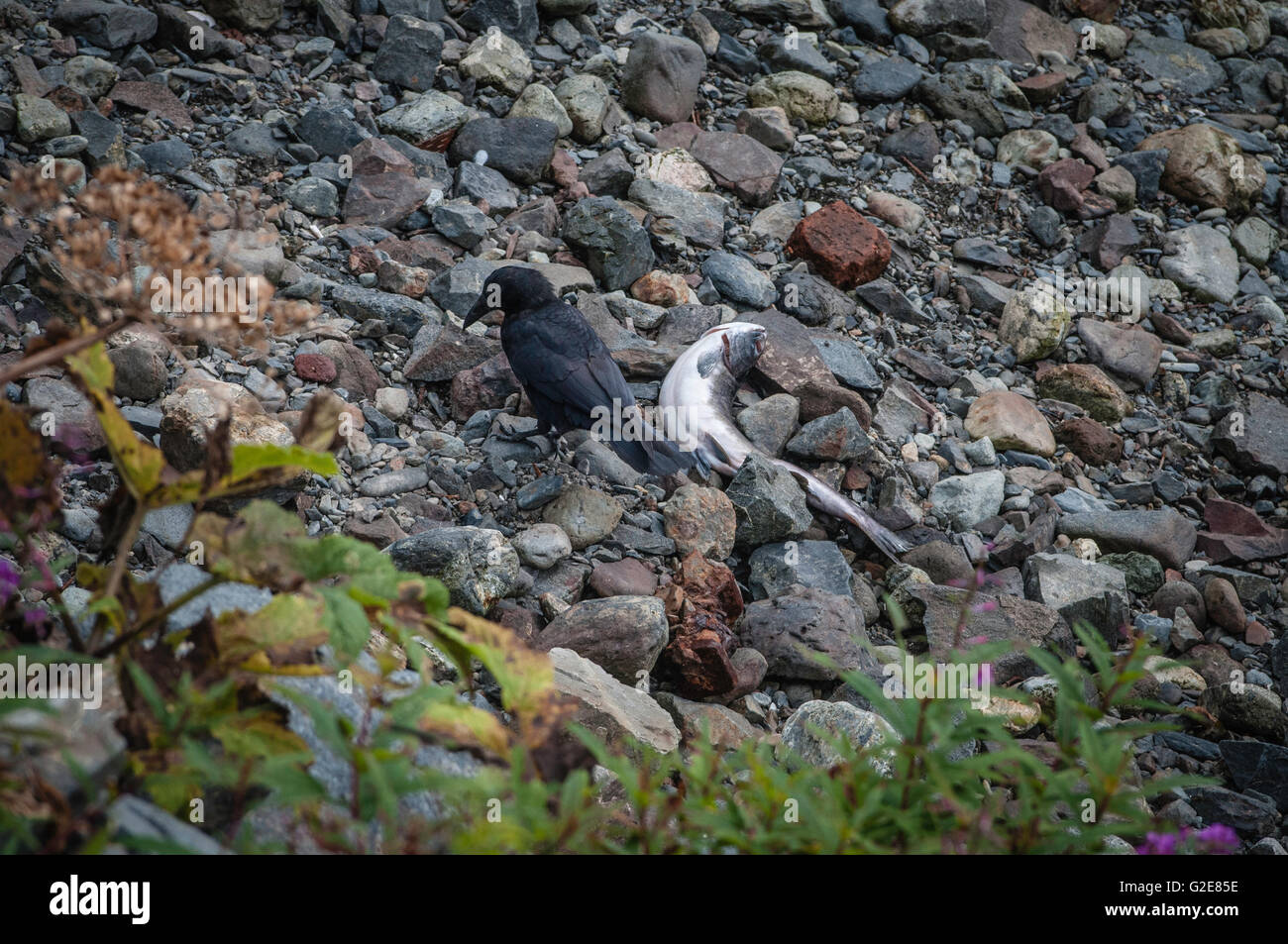 Alaska America del Nord membri Sitka estate USA la deposizione delle uova di salmone Foto Stock