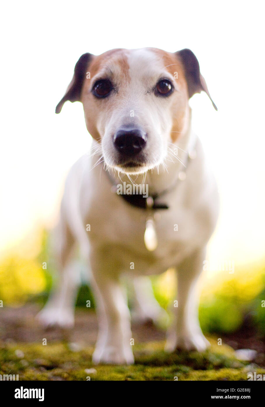 Jack Russell Terrier Foto Stock