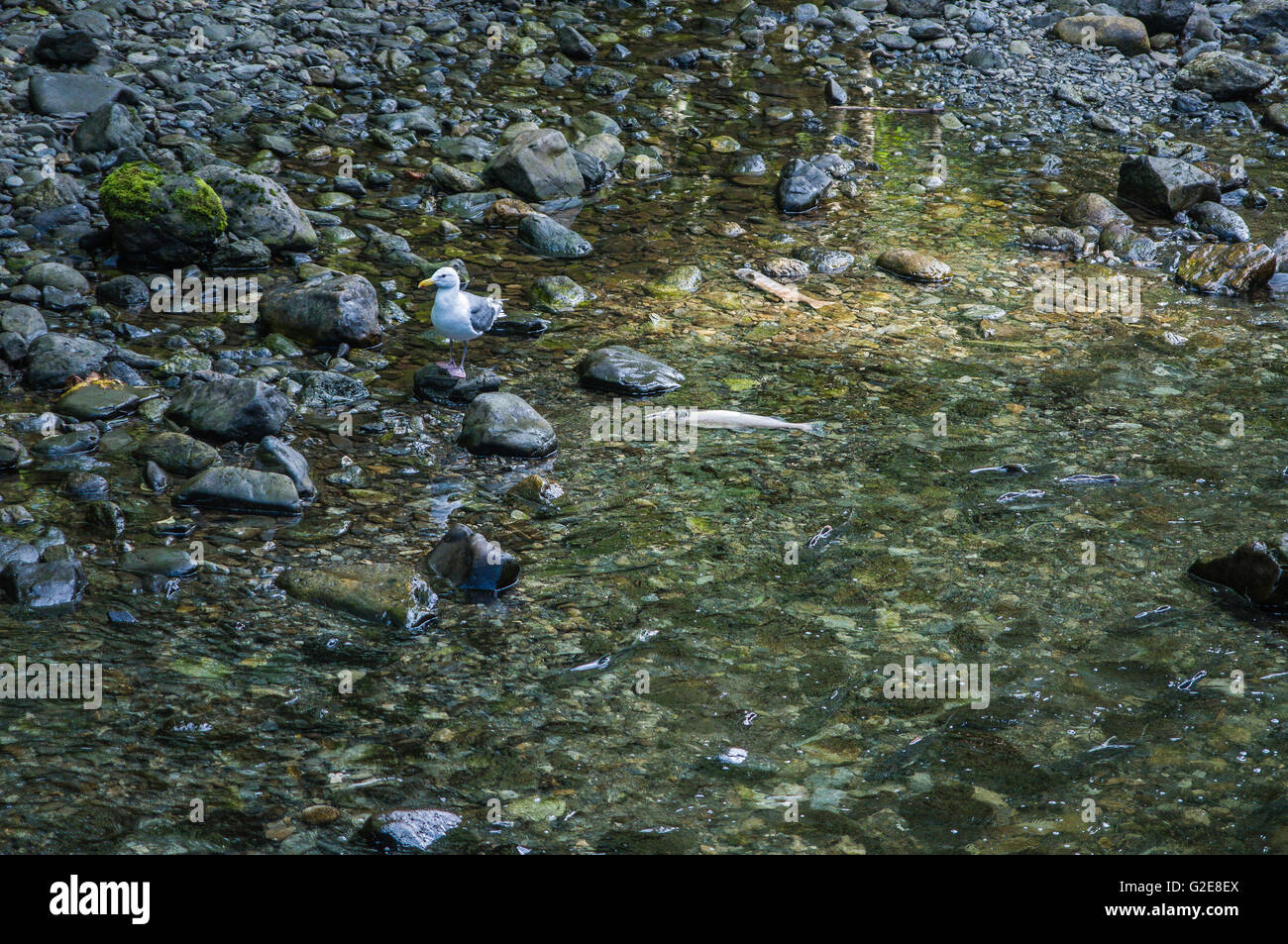 Alaska America del Nord membri Sitka estate USA la deposizione delle uova di salmone Foto Stock