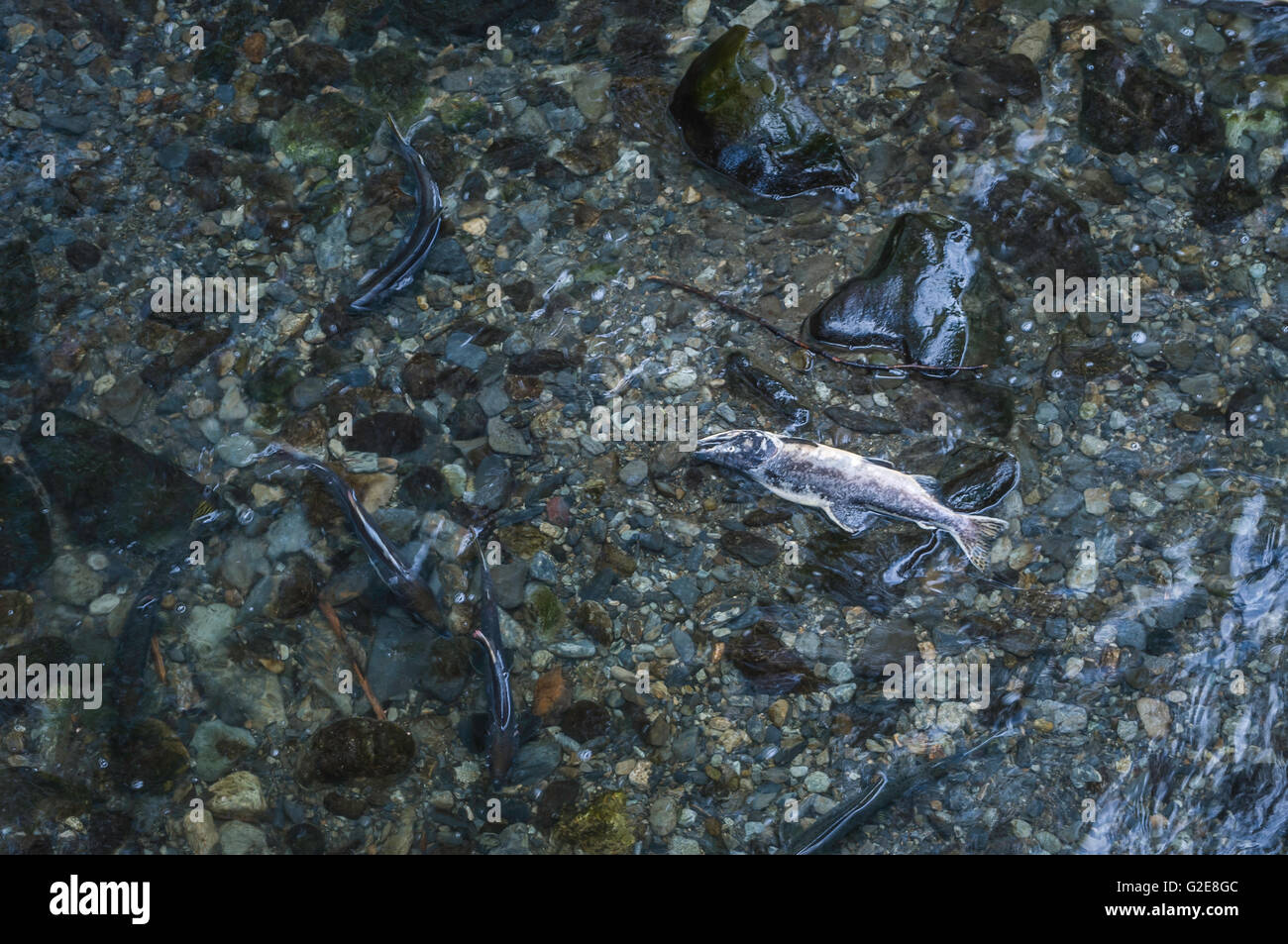 Alaska America del Nord membri Sitka estate USA la deposizione delle uova di salmone Foto Stock