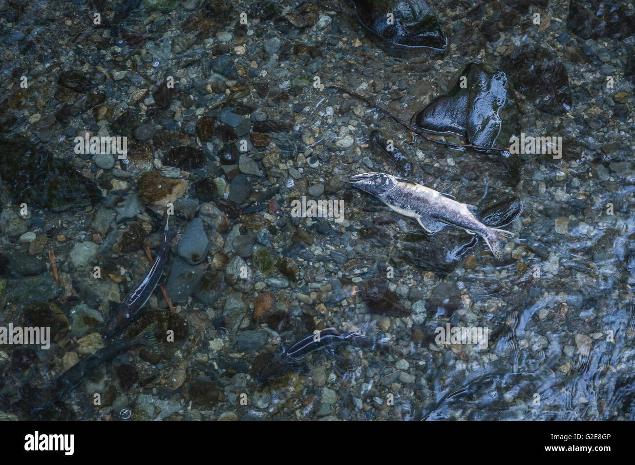Alaska America del Nord membri Sitka estate USA la deposizione delle uova di salmone Foto Stock