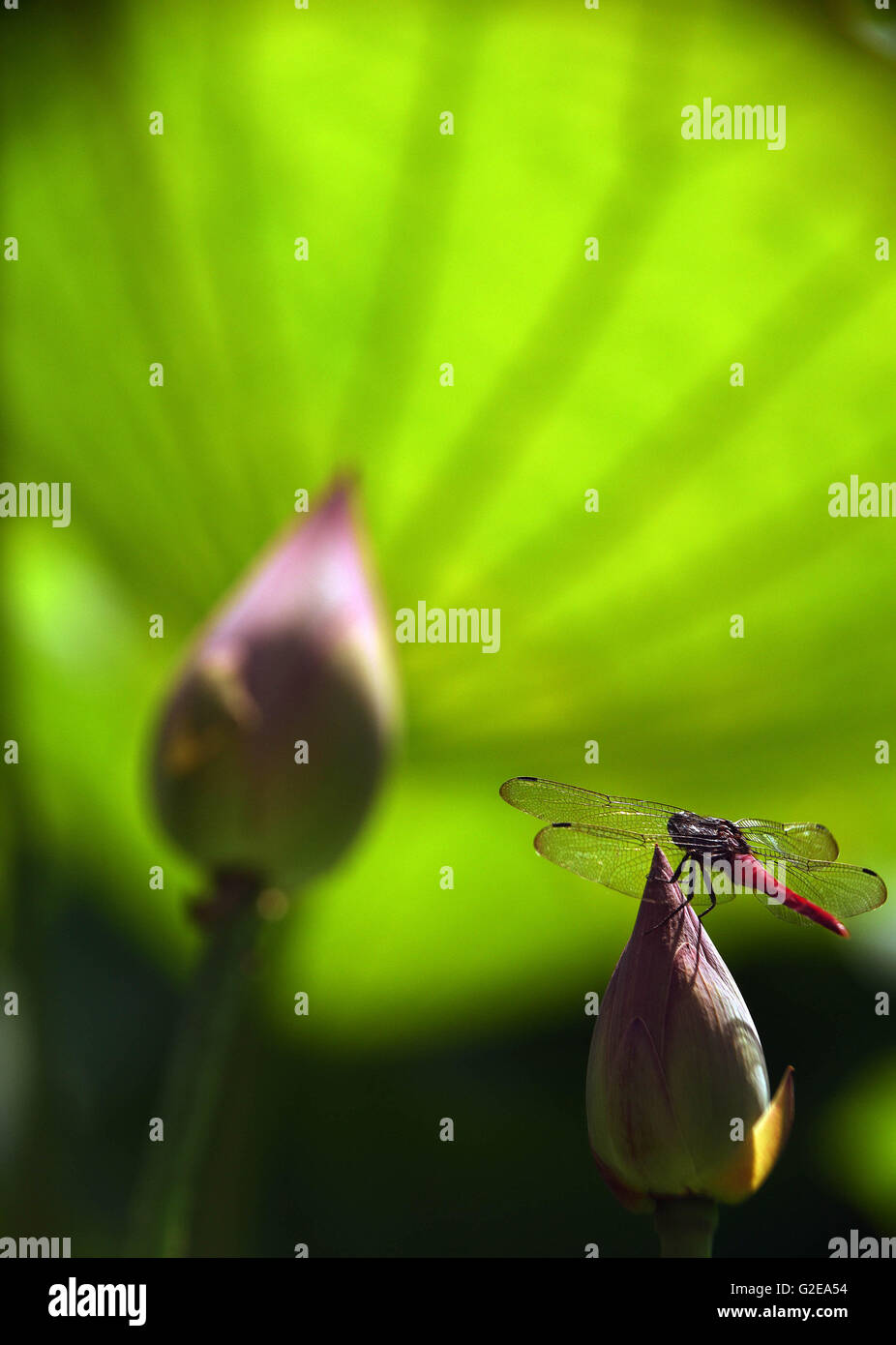 Il Taipei Taiwan. 29 Maggio, 2016. Una libellula sorge su una gemma di loto presso il giardino botanico di Taipei, a sud-est della Cina di Taiwan, 29 maggio 2016. © Wu Ching-teng/Xinhua/Alamy Live News Foto Stock