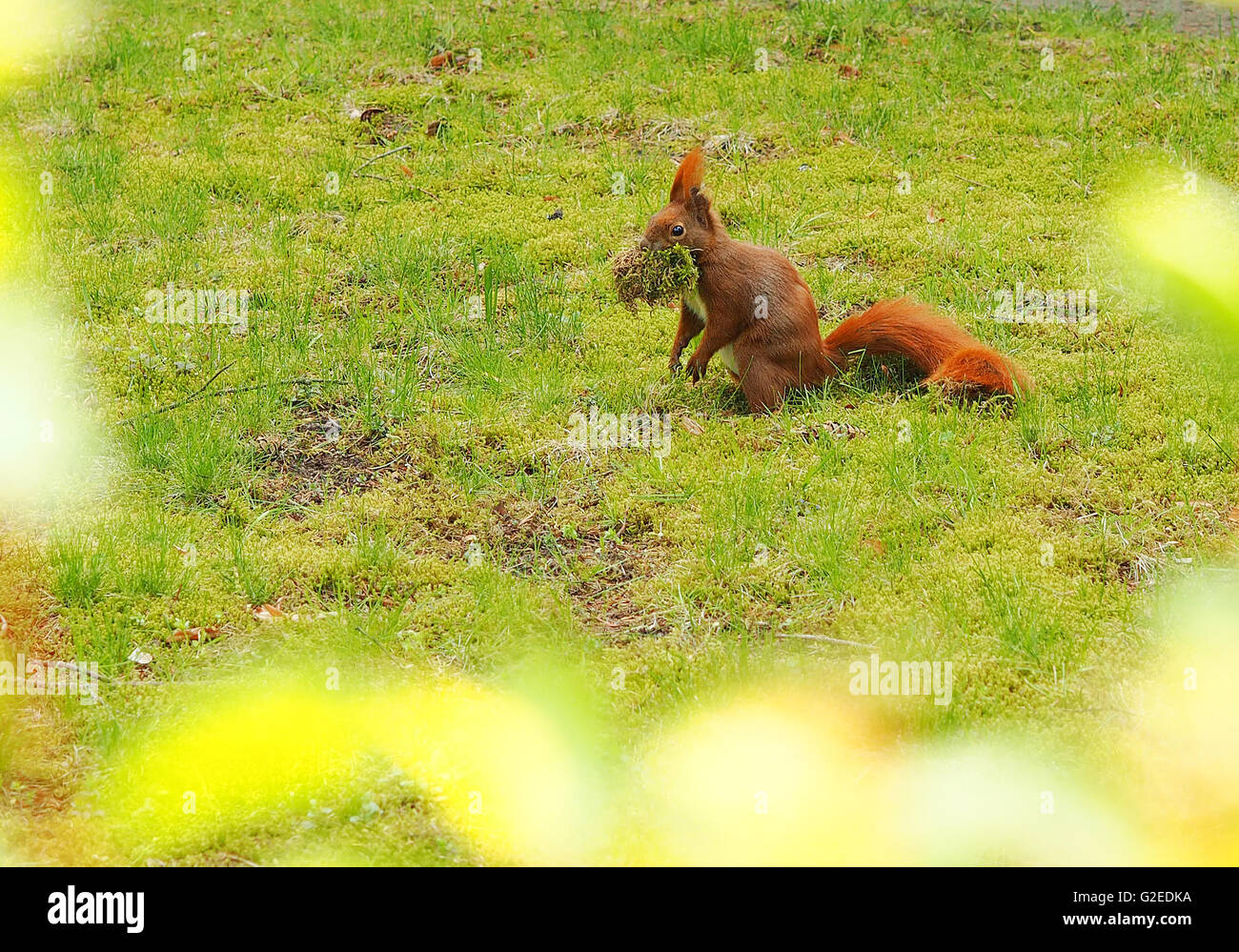 Berlino, Germania. Il 1 maggio, 2016. Un squirrle è occupato nidificazione, raccolta di moss in un giardino a Berlino (Germania), 1 maggio 2016. Foto: Wolfram Steinberg/dpa/Alamy Live News Foto Stock