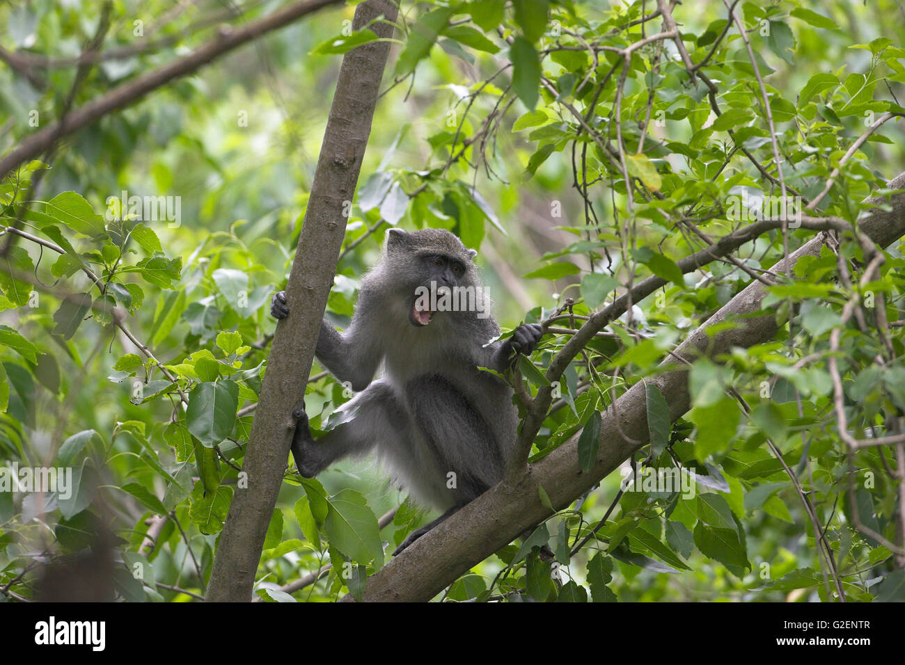 Blue Monkey Cercopithecus mitis chiamando St Lucia Wetland reserve Sud Africa Foto Stock