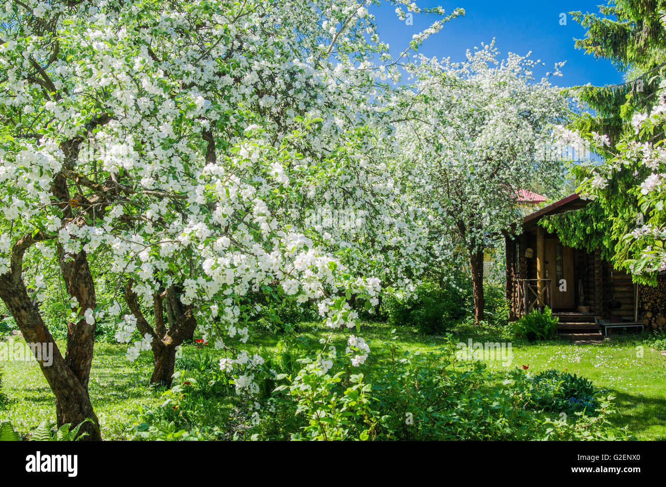 Giardino con fioritura apple-alberi, un paesaggio a molla Foto Stock