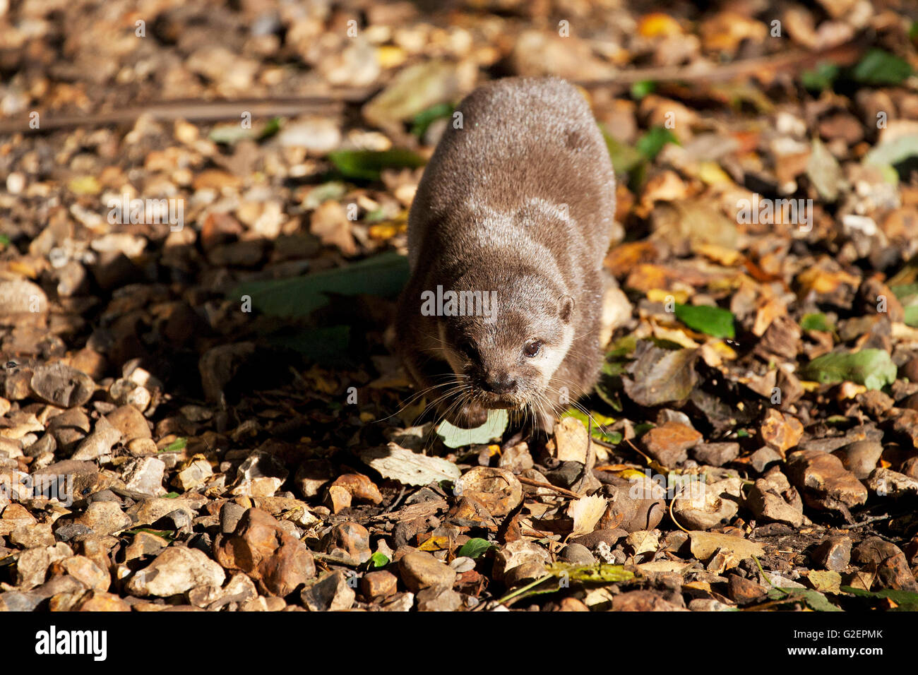 Asian breve artigliato otter Aonyx cinerea [captive] La nuova foresta Wildlife Park New Forest National Park Hampshire England Regno Unito Foto Stock