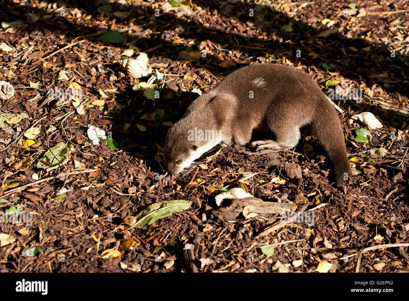 Asian breve artigliato otter Aonyx cinerea [captive] La nuova foresta Wildlife Park New Forest National Park Hampshire England Regno Unito Foto Stock