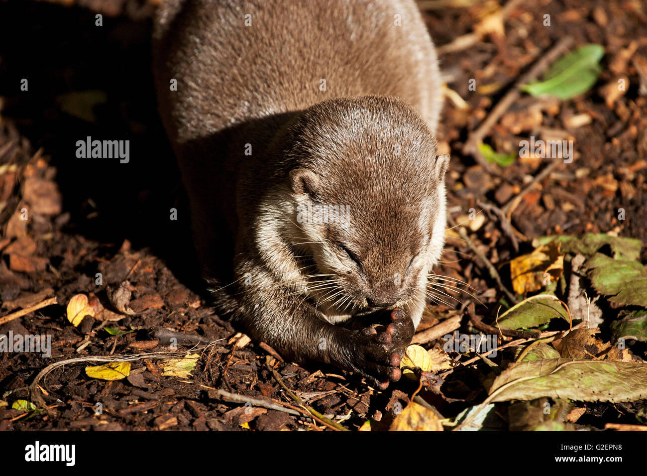 Asian breve artigliato otter Aonyx cinerea [captive] La nuova foresta Wildlife Park New Forest National Park Hampshire England Regno Unito Foto Stock