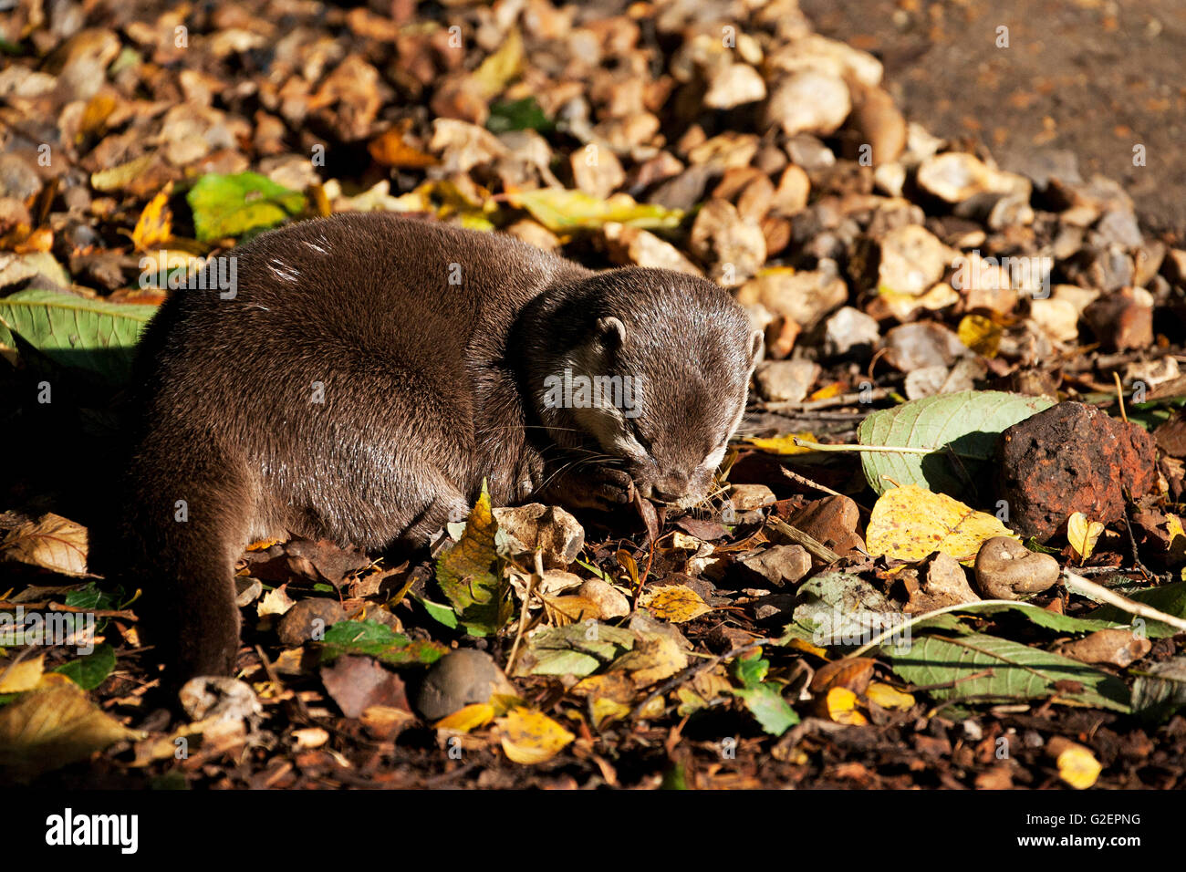 Asian breve artigliato otter Aonyx cinerea [captive] La nuova foresta Wildlife Park New Forest National Park Hampshire England Regno Unito Foto Stock