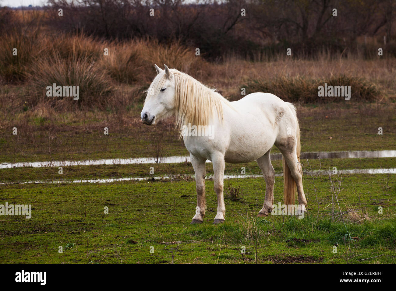 Camargue white horse Equus caballus ferus Parco naturale regionale della Camargue Francia Foto Stock