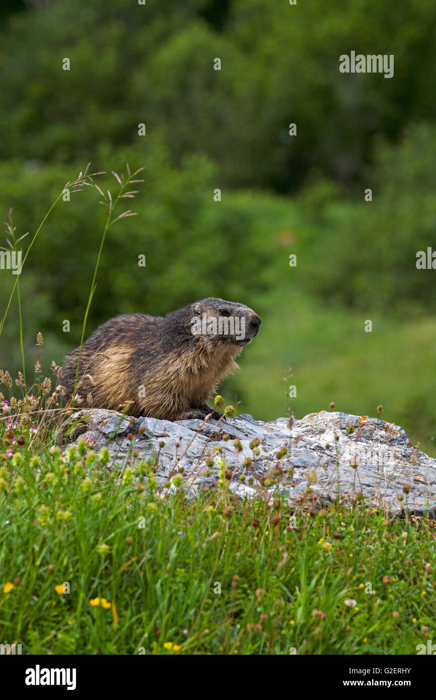 La marmotta alpina Marmota marmota adulto su roccia Valle Ossoue Parco Nazionale dei Pirenei Francia Foto Stock