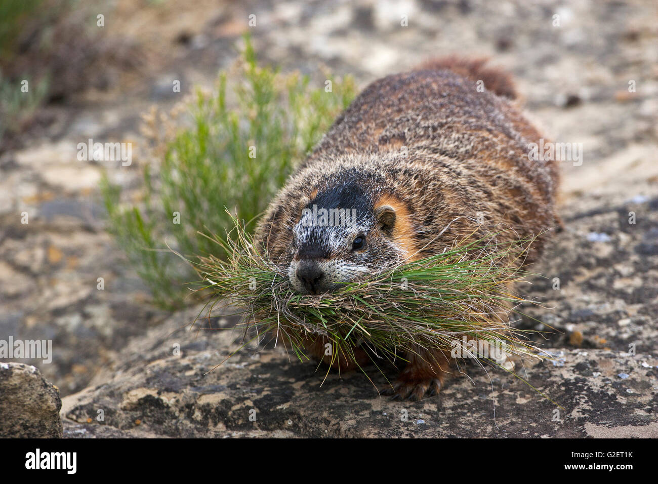 Marmotta di ventre giallo Marmota flaviventris con biancheria da letto o cibo Pompeys pilastro Monumento Nazionale Montana USA Giugno 2015 Foto Stock