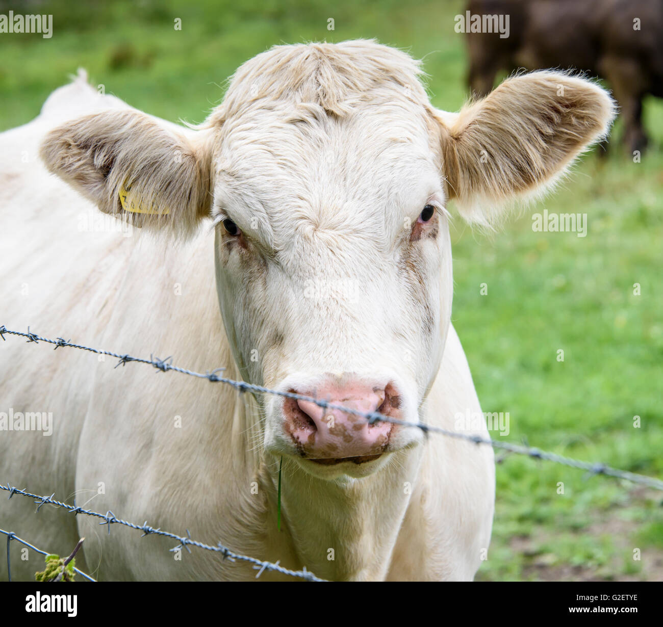 Close-up verticale di una vacca bianca (con un orecchio giallo tag) guardando sopra un recinto di filo spinato Foto Stock