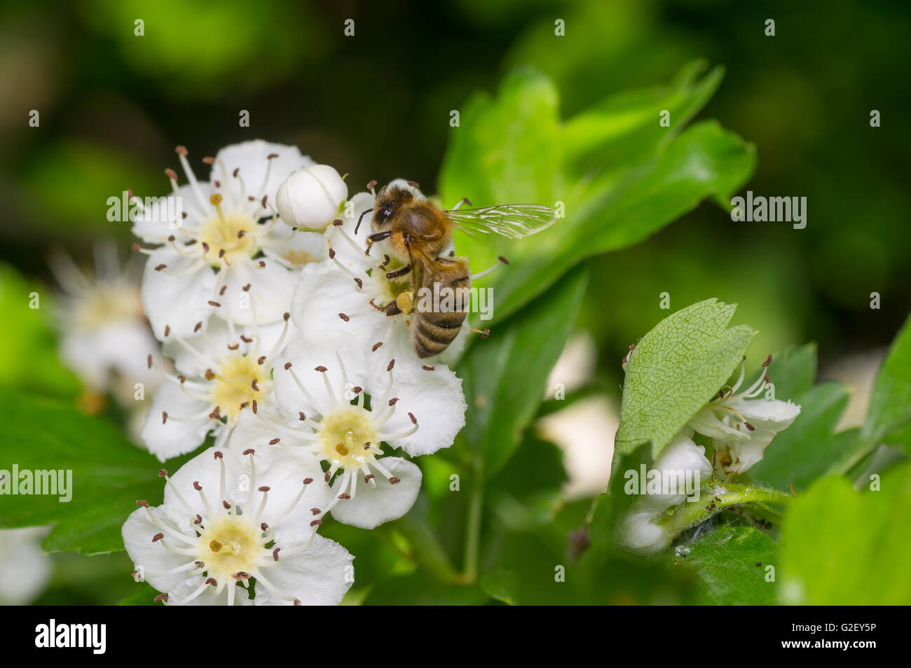 Bee pollinici su bird cherry tree fiori Foto Stock
