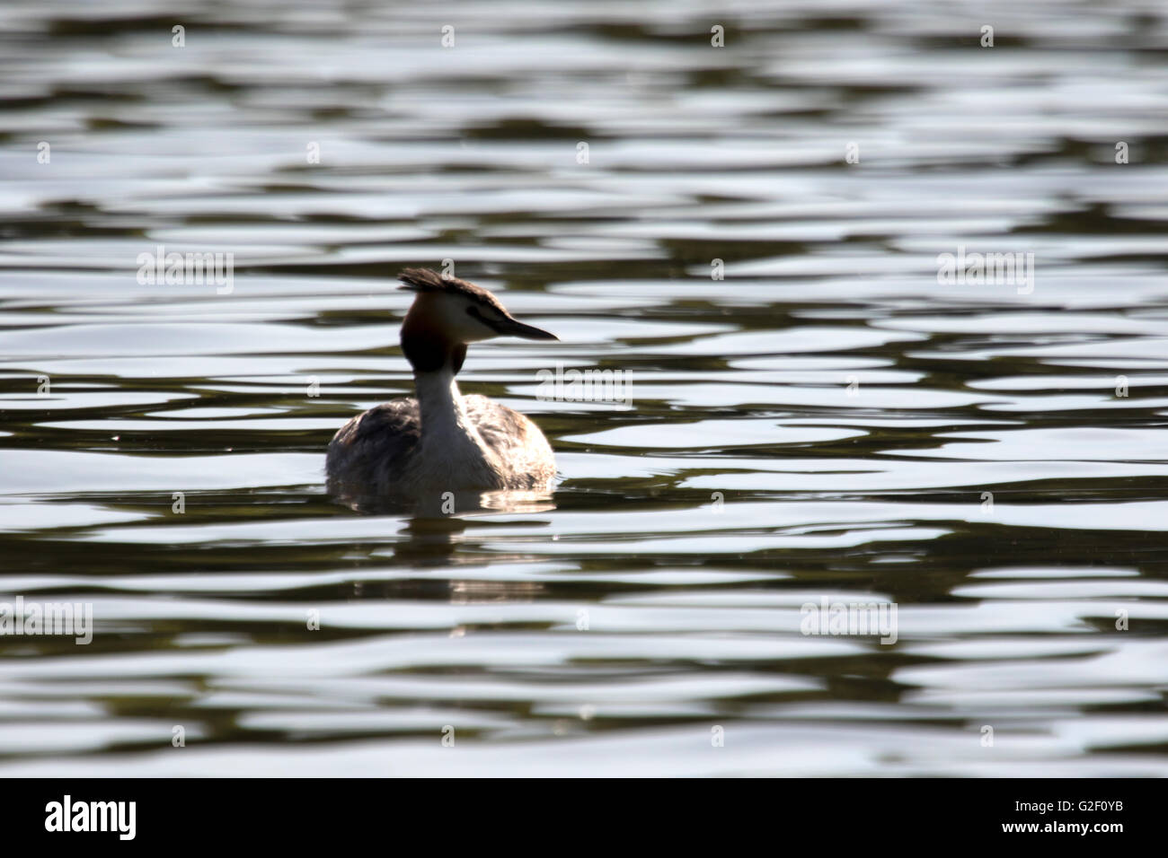 Svasso maggiore, 'Podiceps cristatus' Foto Stock