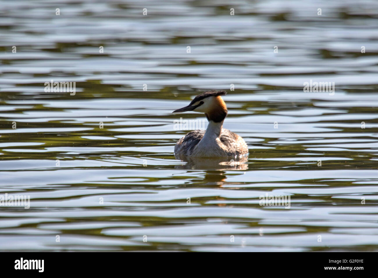 Svasso maggiore, 'Podiceps cristatus' Foto Stock