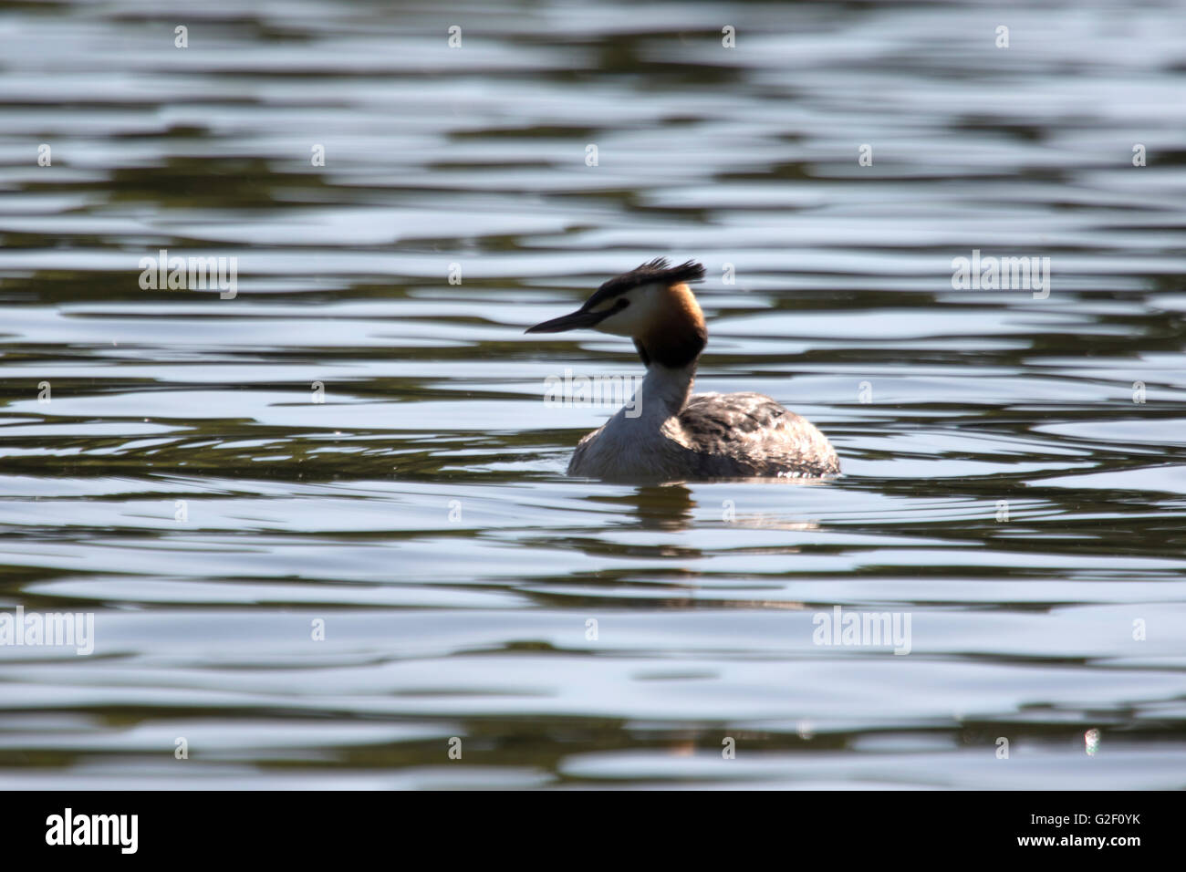 Svasso maggiore, 'Podiceps cristatus' Foto Stock
