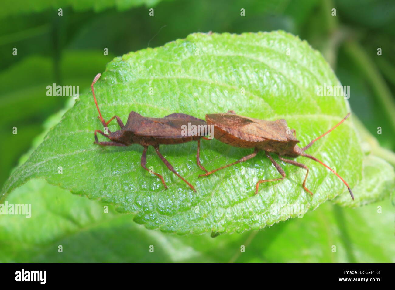 Bug di dock Foto Stock