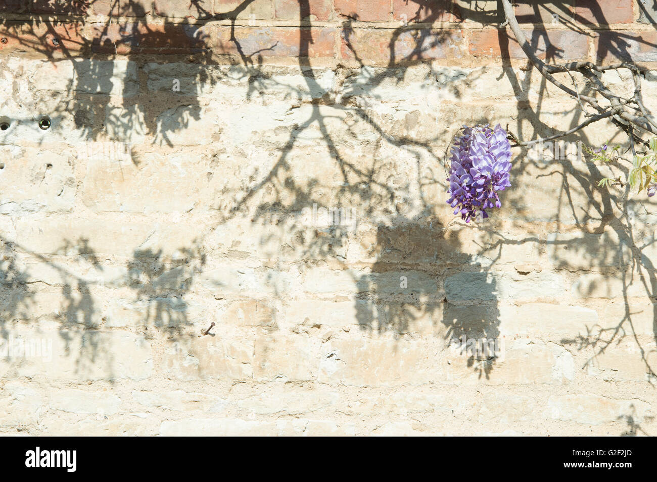Il Glicine ombre su una parete. Oxfordshire, Regno Unito Foto Stock