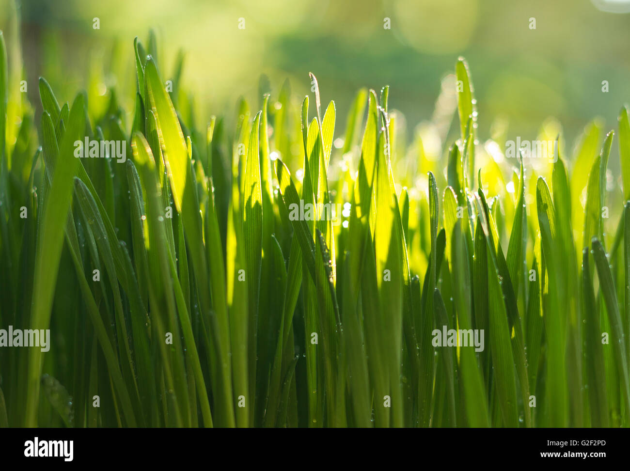 Appena cresciuta erba di frumento Foto Stock