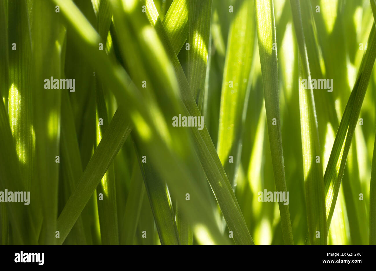 Nutriente homegrown erba di frumento Foto Stock