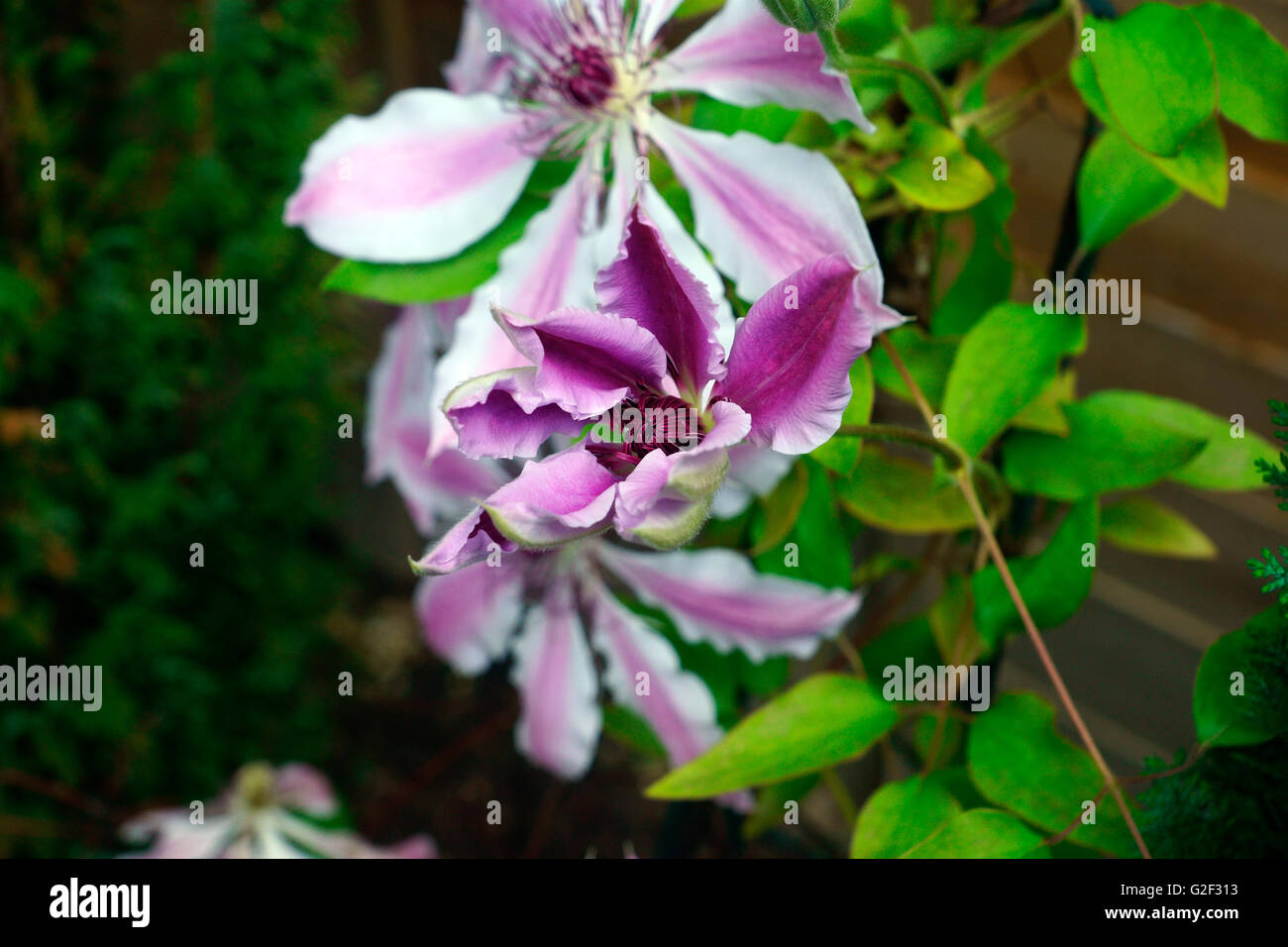 CLEMATIS fiore di nuova apertura. Foto Stock