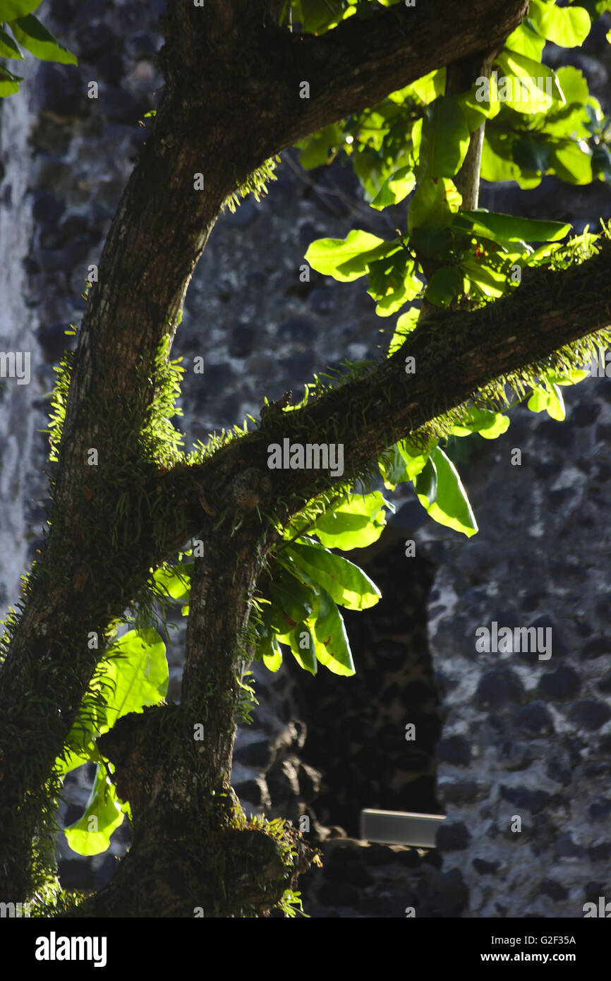Back lit incolto tronco di albero di fronte alla torre della chiesa Cagsawa rovina, vicino a Legazpi, Bicol, Luzon, Filippine Foto Stock
