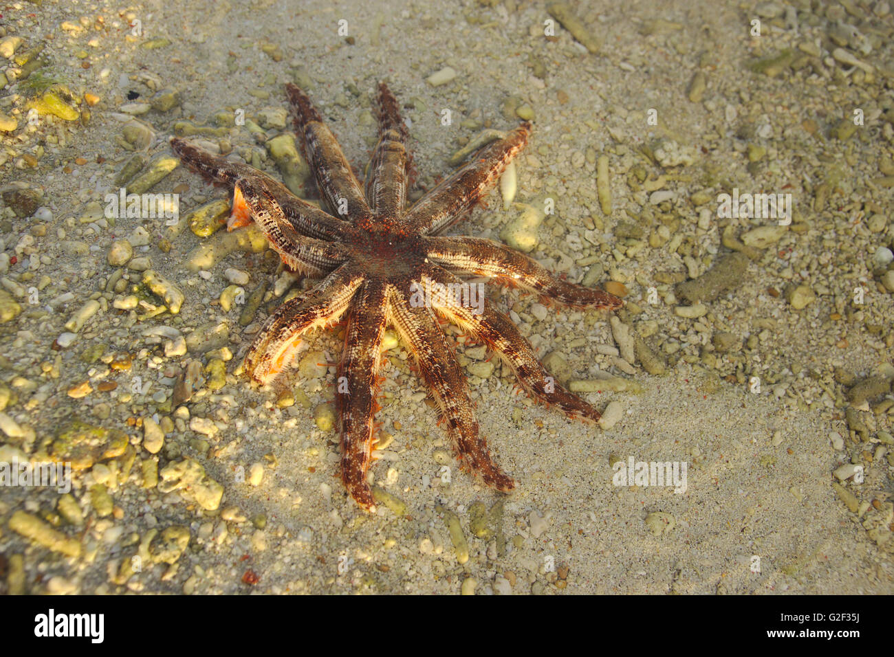 Stella di mare sulla spiaggia di Isola Malapasqua, Visayas, Filippine Foto Stock