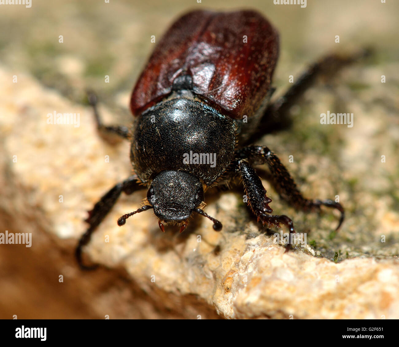 Welsh chafer beetle (Hoplia philanthus). Hairy beetle nella famiglia Scarabaeidae, mostrando il nero testa e torace Foto Stock