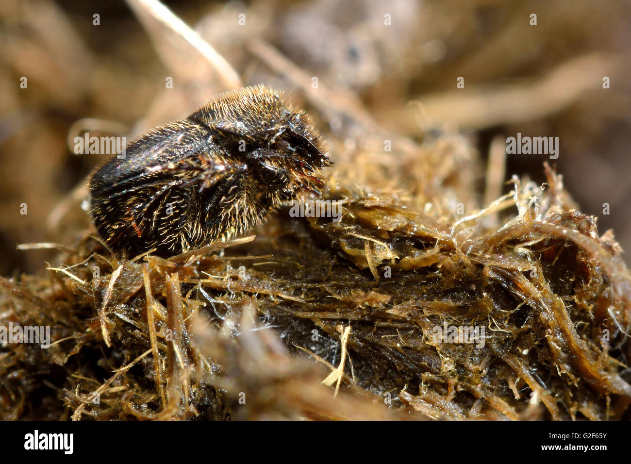 Onthophagus joannae beetle su escrementi di cavallo. Sterco di piccolo coleottero della famiglia Scarabaeidae, alimentazione a cavallo poo Foto Stock