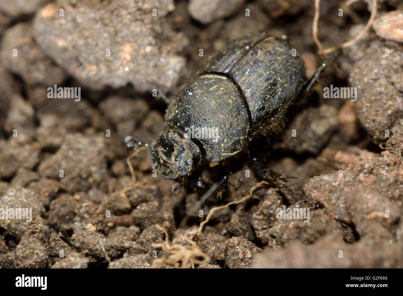 Onthophagus joannae dung beetle. Sterco di piccolo coleottero della famiglia Scarabaeidae, alimentazione a cavallo poo Foto Stock