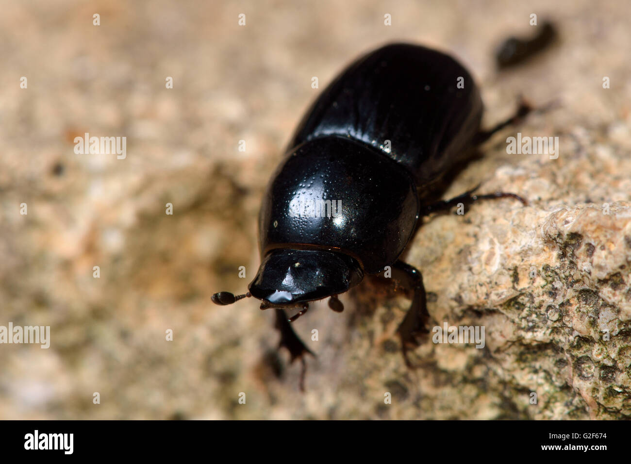 Aphodius fossor dung beetle. Insetto in famiglia Scarabaeidae, comunemente trovati in panetti di vacca Foto Stock