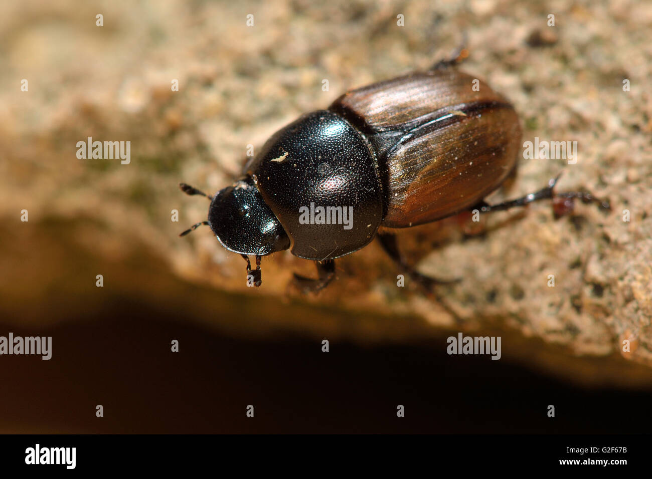 Aphodius erraticus dung beetle. Insetto in famiglia Scarabaeidae, comunemente trovati in panetti di vacca Foto Stock