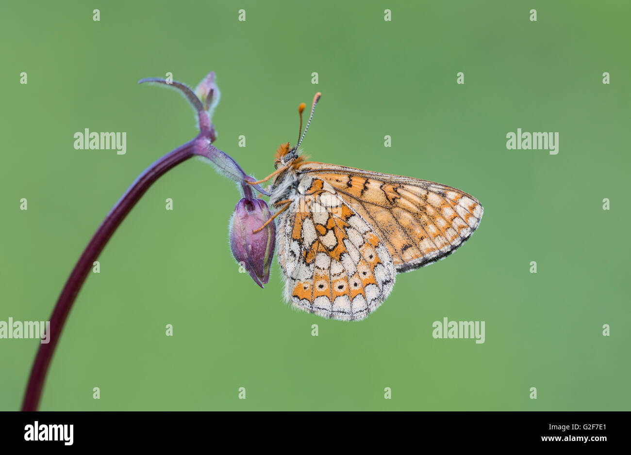 Un marsh fritillary butterfly appoggiata su di un fiore di aquilegia, presso le banche di fragola nella riserva naturale del Gloucestershire, Inghilterra. Foto Stock