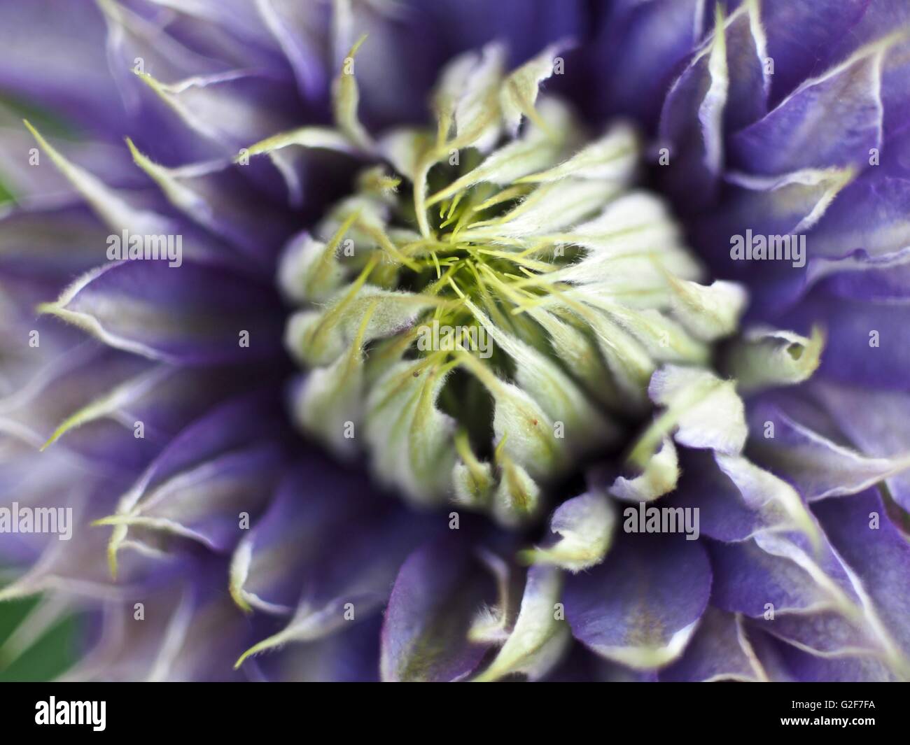 Viola la clematide fiore con green center Foto Stock