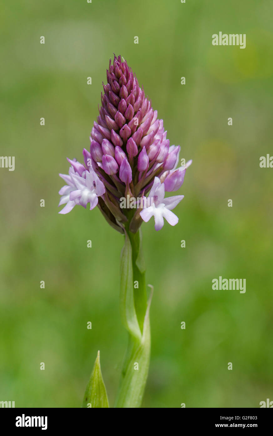 Orchide, Anacamptis pyramidalis, iniziando a fiorire, Andalusia, Spagna. Foto Stock