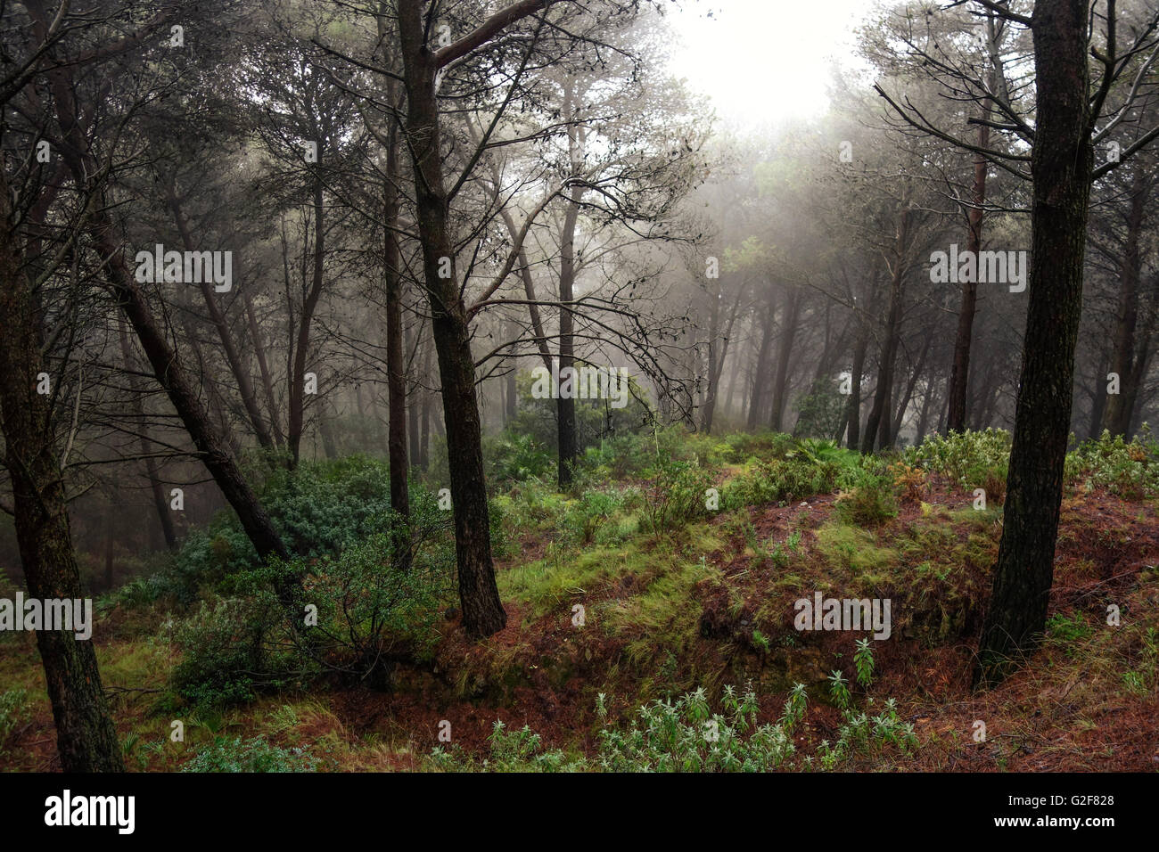 Dark fitta pineta coperta di nebbia, Spagna Foto Stock