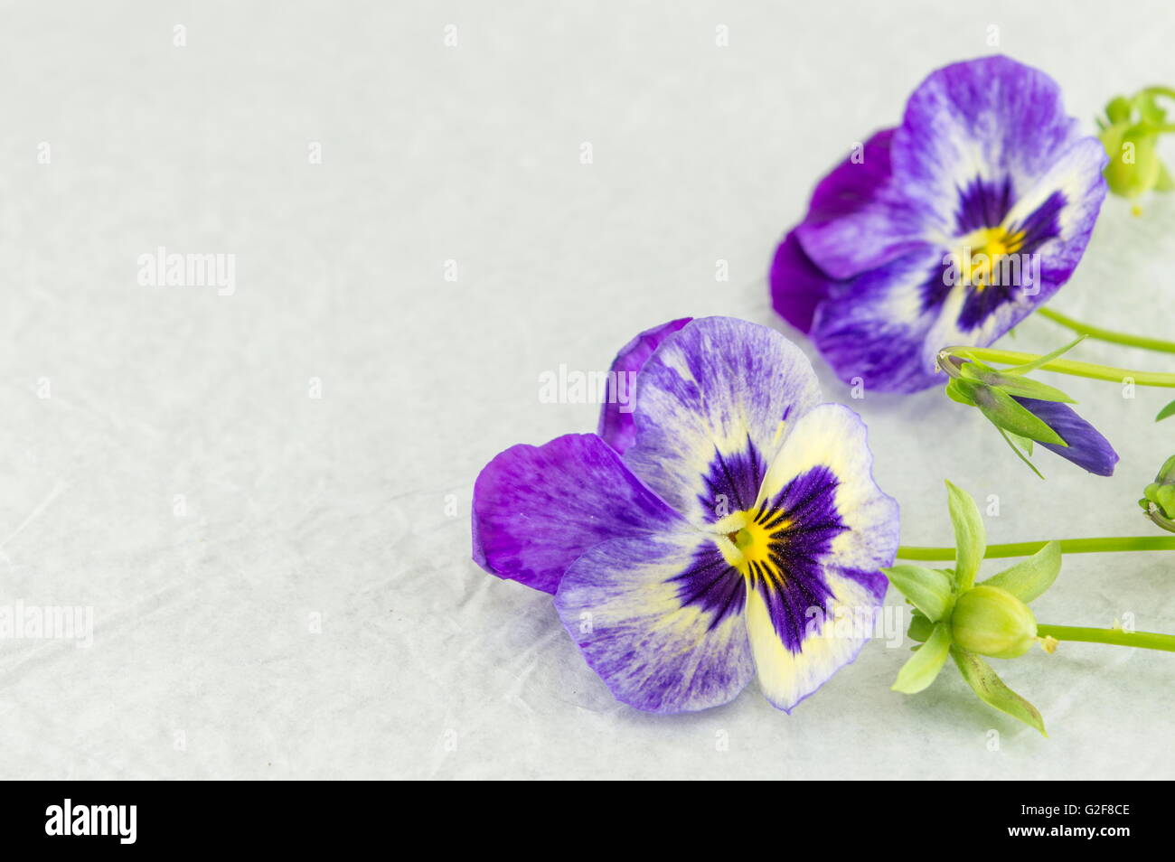 Freschi fiori viola sul tessuto bianco Foto Stock