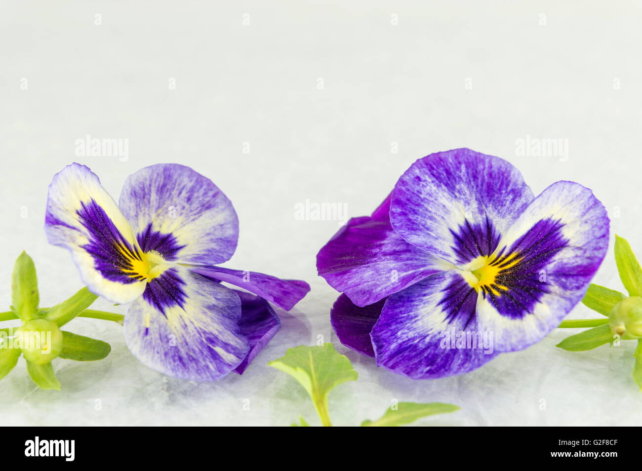 Freschi fiori viola sul tessuto bianco Foto Stock