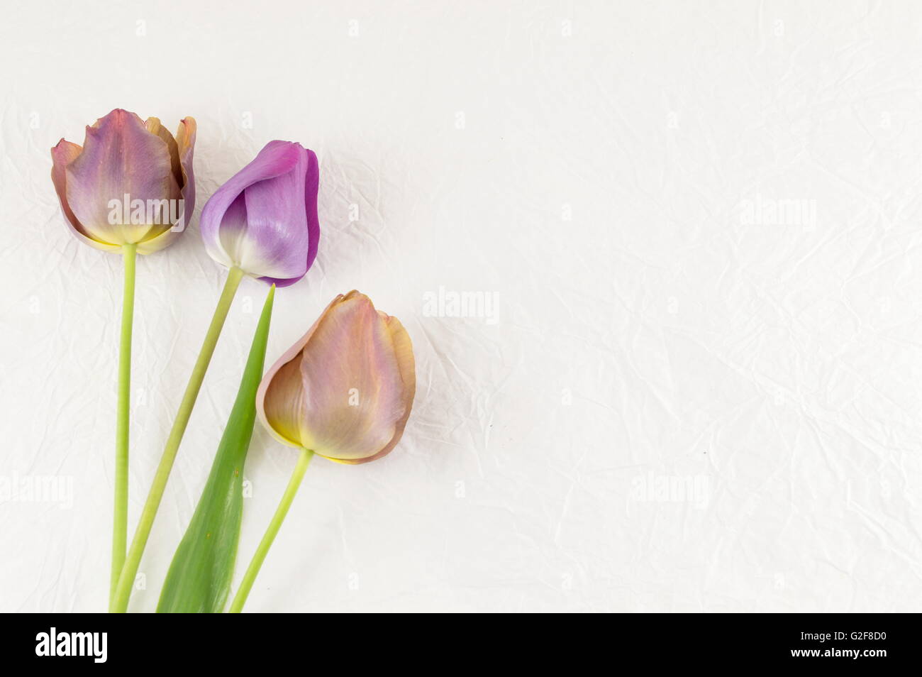 Tulipani viola bianco su sfondo tessili Foto Stock